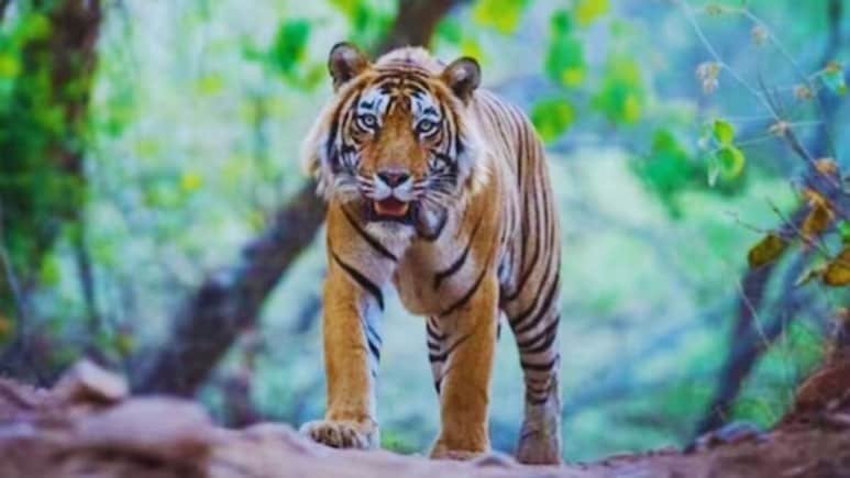 पीलीभीत: 2 घंटे में बाघ का 3 पर हमला, वन विभाग की लापरवाही से 2 महीनों में 7 मौतें