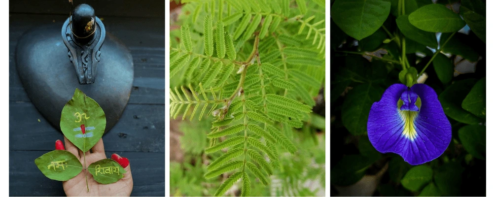 सावन सोमवार व्रत: व्रत की विधि, पूजा का सही तरीका औ