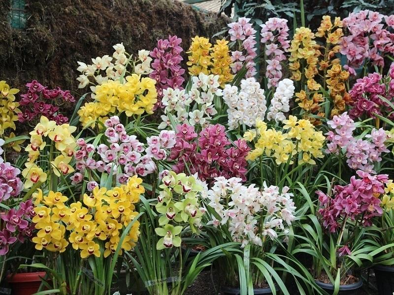 PM Modi Sikkim Orchidarium Visit