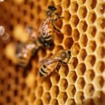 Honey Bee Navigation
