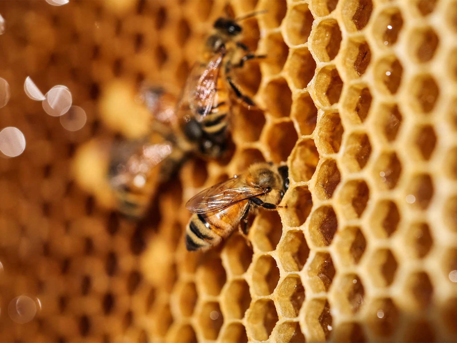 Honey Bee Navigation Study Reveals Bees Follow Personal Flight Paths With Remarkable Precision Honey Bee Navigation