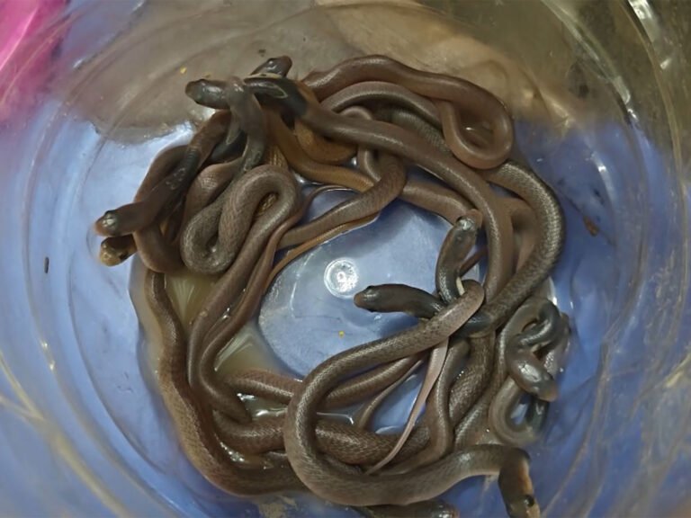Odisha baby cobra rescue