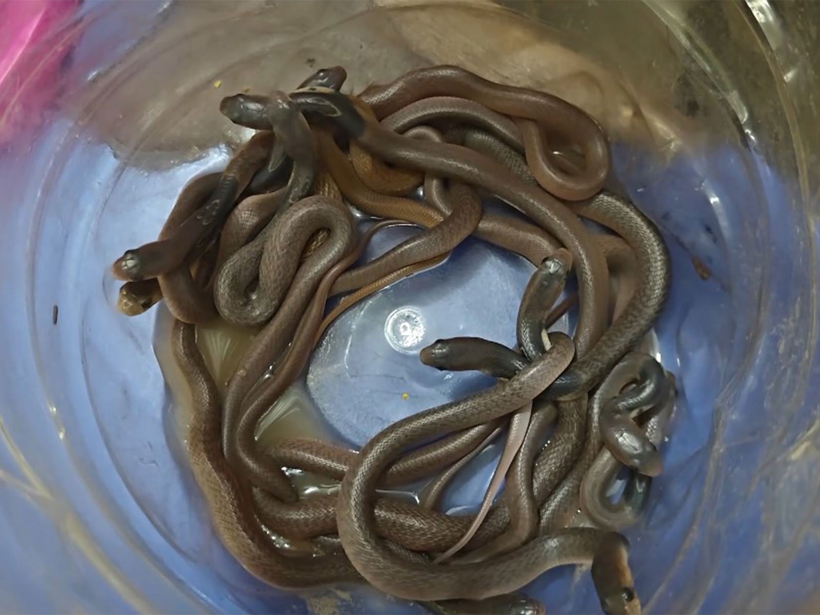 Odisha baby cobra rescue