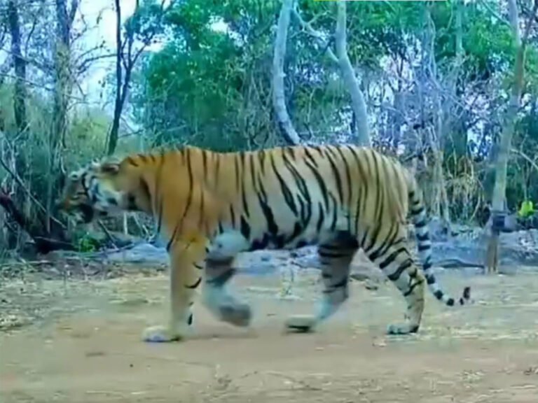 Tigress Spotted in Udanti-Sitanadi Tiger Reserve After 8 Years, Boosting Tiger Census 2026 and Conservation Efforts Tigress Spotted in Udanti-Sitanadi Tiger Reserve