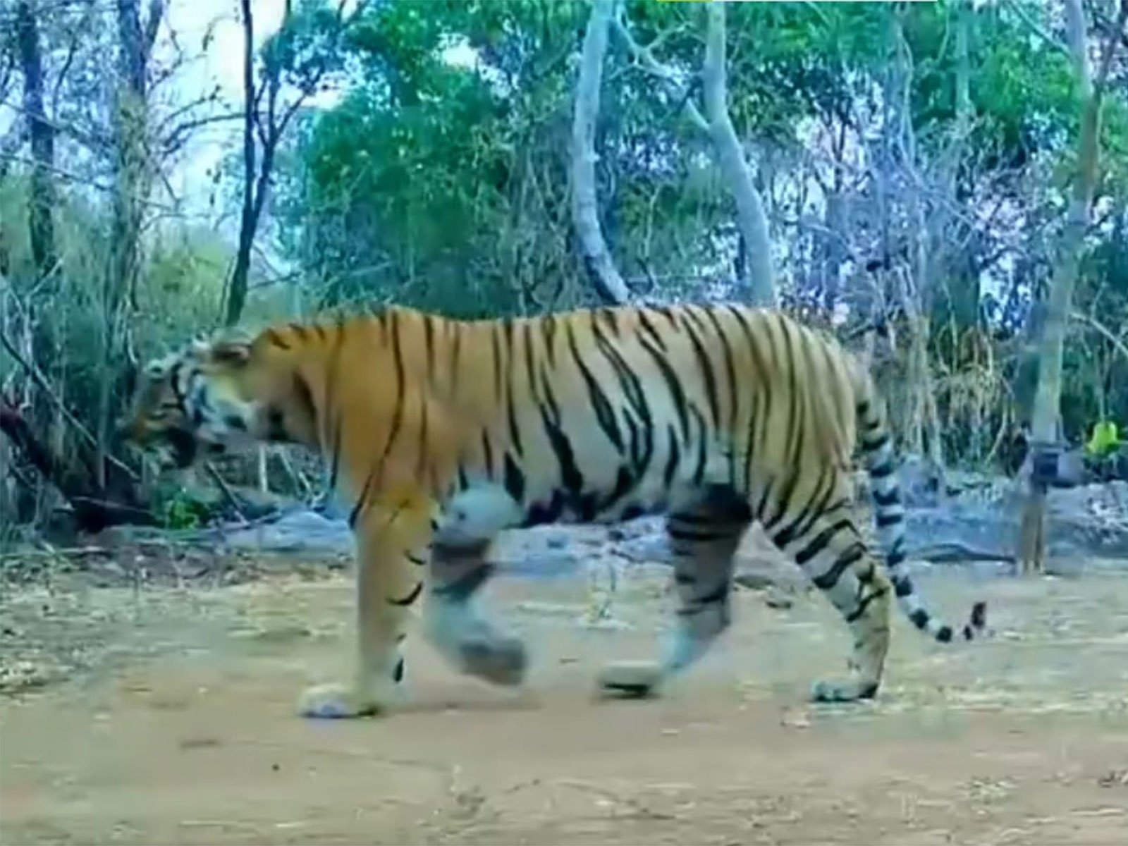 Tigress Spotted in Udanti-Sitanadi Tiger Reserve After 8 Years, Boosting Tiger Census 2026 and Conservation Efforts Tigress Spotted in Udanti-Sitanadi Tiger Reserve