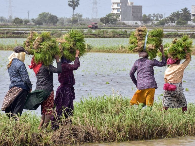 Natural Farming in Gujarat